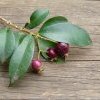 Lilli pilli fruit to make jelly